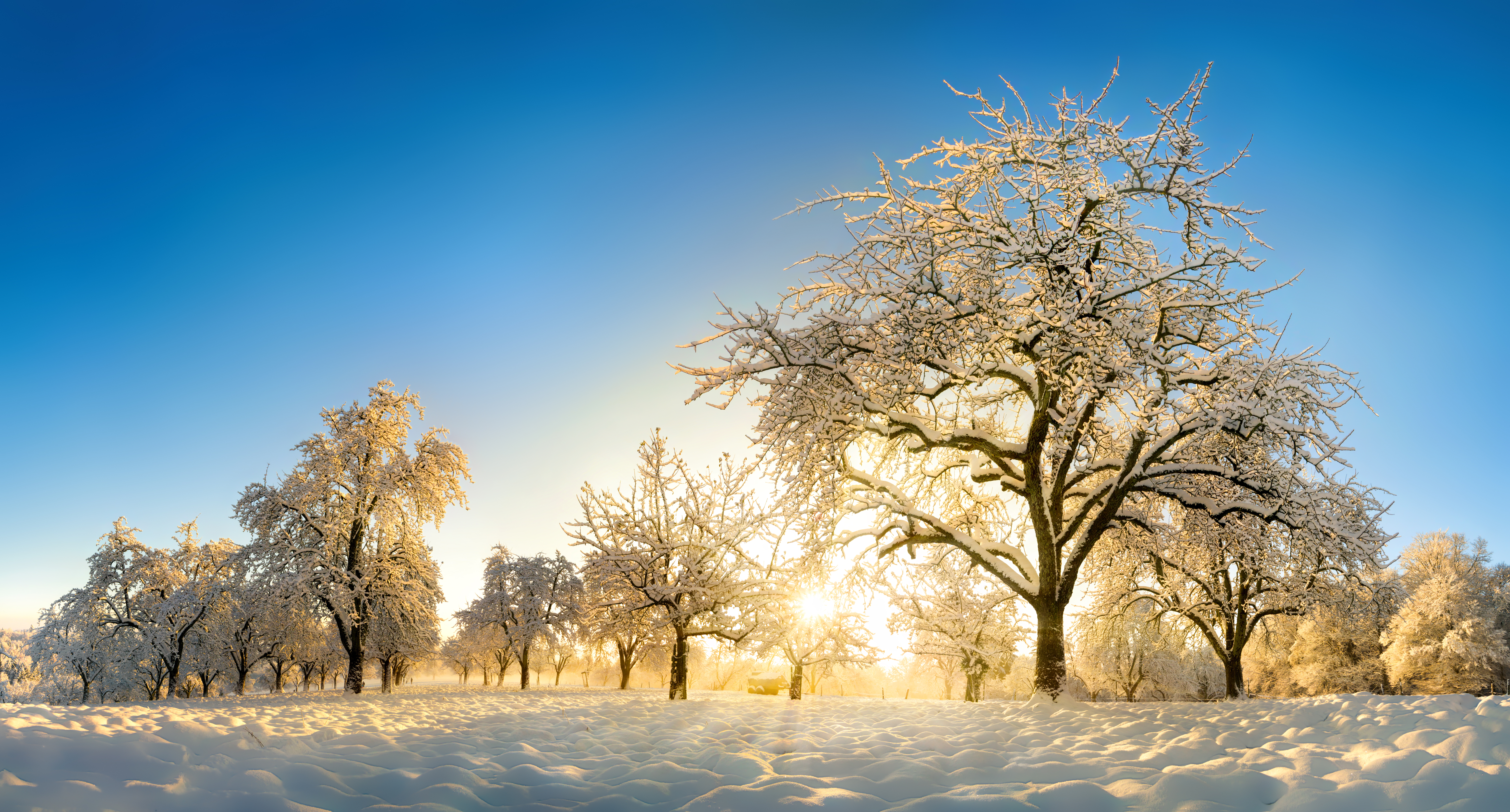 Winter scene of snow-covered trees