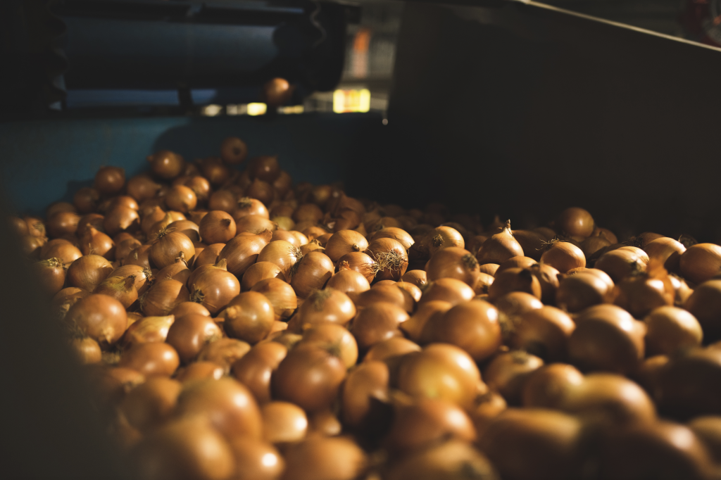 Onions harvested
